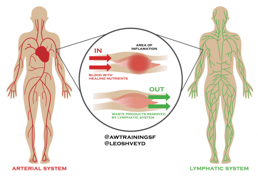The Physiology of the Healing Process: Blood Flow and Inflammation