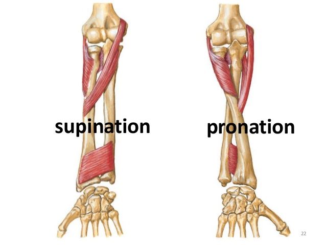 Forearm Supination