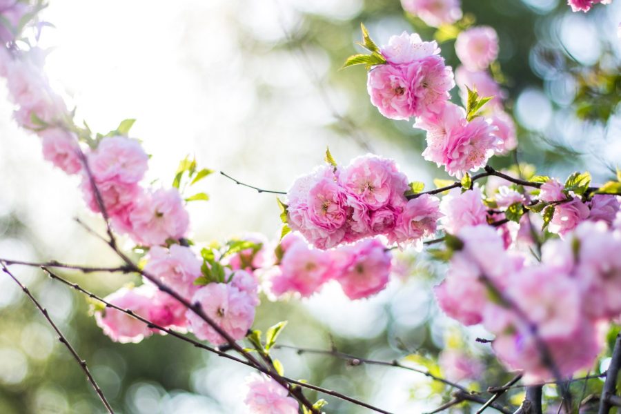 Seasonal Mindfulness: Spring is the Season of Rebirth